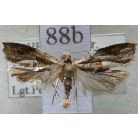 Rhopobota naevana (Hübner, 1817) Czech88b